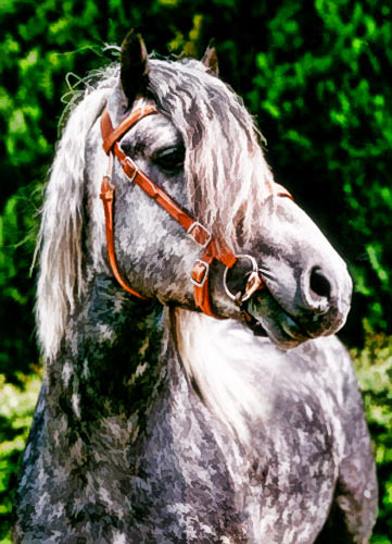 CAL DE TRACTIUNE BIELORUS